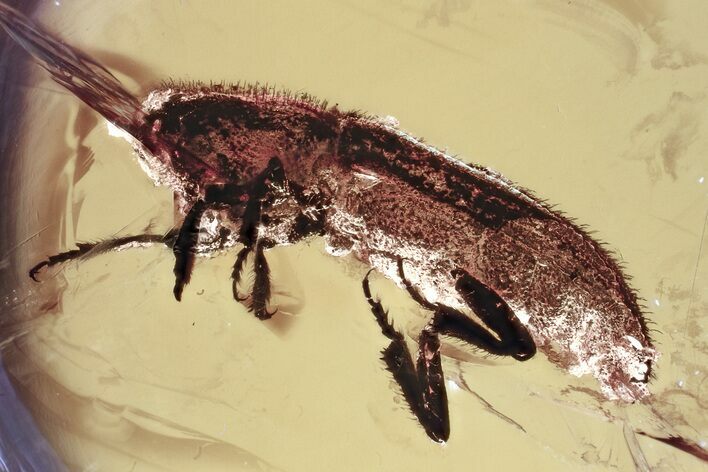 Detailed Fossil Bark Beetle (Scolytinae) in Baltic Amber #381292